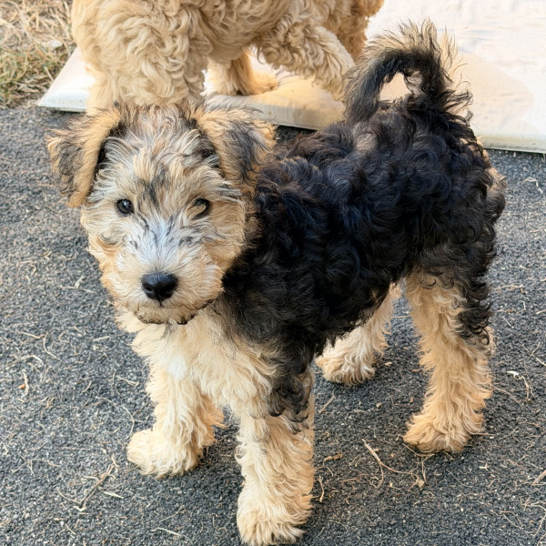 Lakeland Terrier - Chiots Lakeland Terrier
