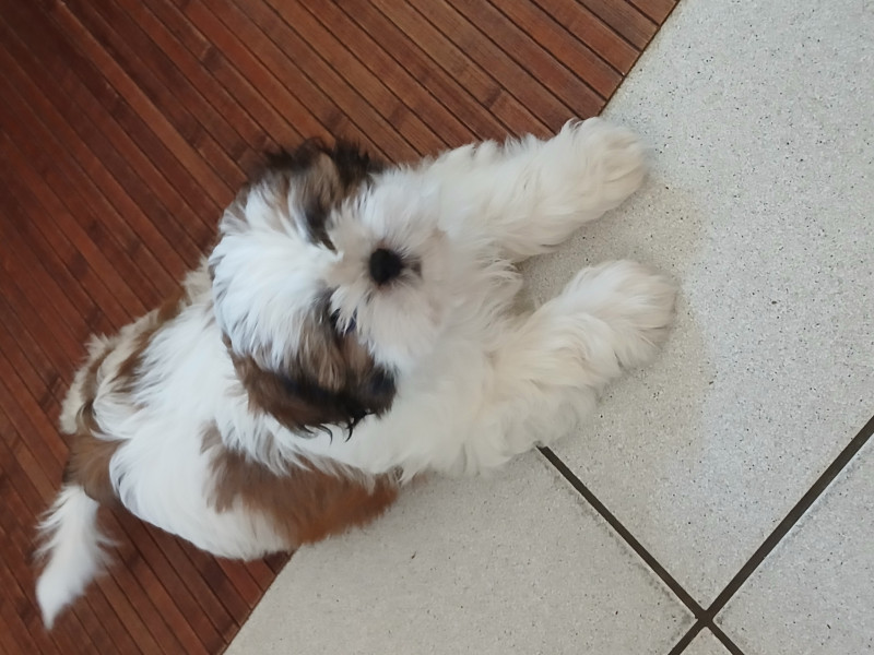 Shih Tzu - chiot de race Shi Tzu pure race à vendre