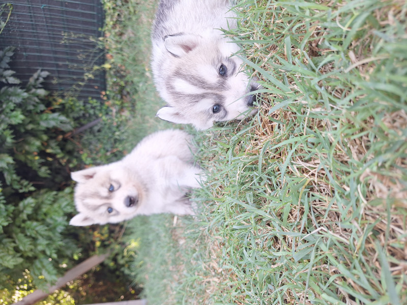 Siberian Husky - Husky lof