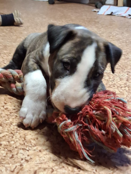Bull Terrier - Vente de chiot bull terrier LOF