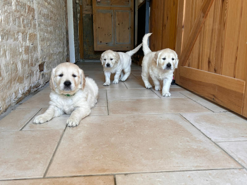 Golden Retriever - Il reste Billy et Babette - Le coin de l'atre