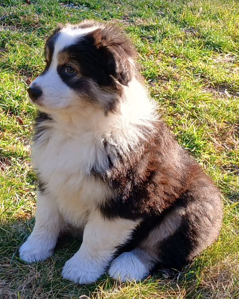 Berger Australien - chiots berger australien lof