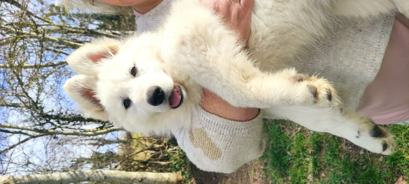 Berger Blanc Suisse - Chiots Berger Blanc Suisse LOF - Du Paradis d'AkhyWolf
