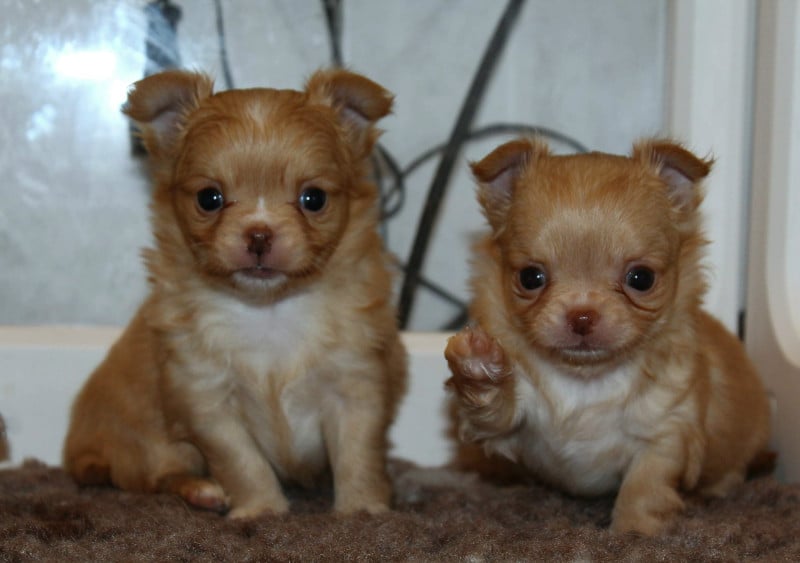 Chihuahua - Chiots chihuahua poils longs - Des minis minelie