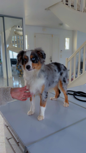 Berger Américain Miniature  - Chiots berger américain miniature