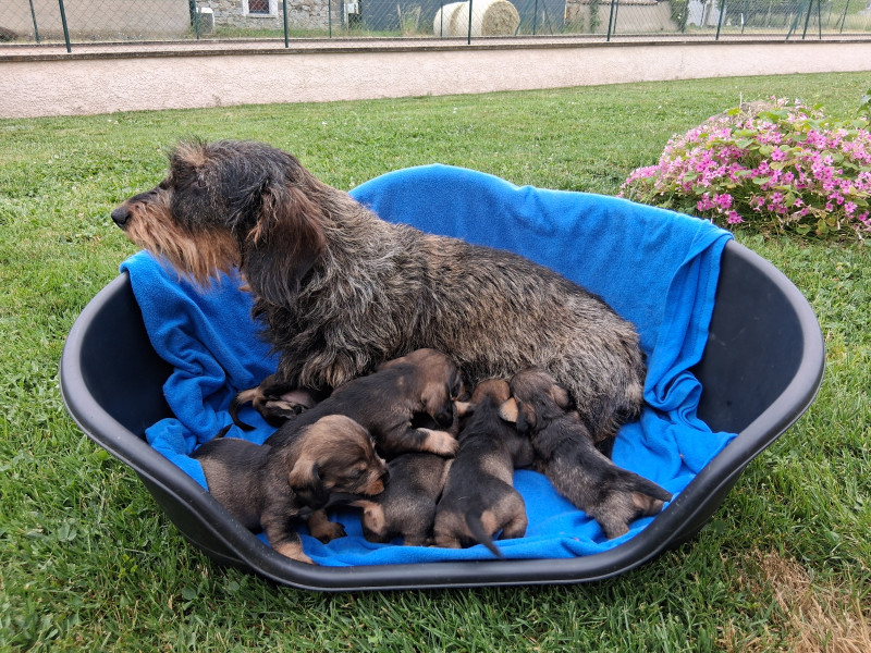 Chiot Teckel poil dur