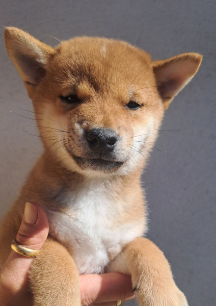 Shiba - shiba inu
