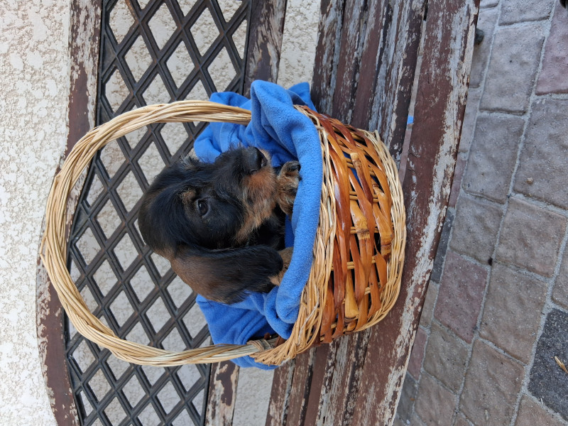 Teckel poil dur - CHIOTS TECKEL A POIL DUR STANDARD LOF COULEUR SANGLIER