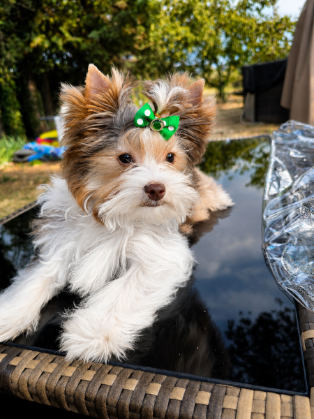 Yorkshire Terrier - Yorkshire colorés rares Biro & Lilas Merle - Miss York
