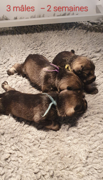 Schnauzer miniature - Portée 2025 " A " star is born . - MELLAN Pepper Salt