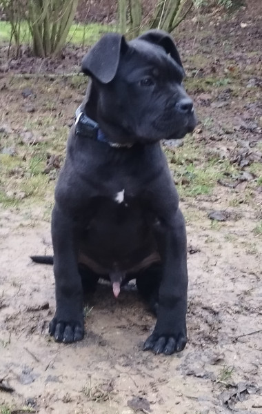 Cane Corso - CHIOTS CANE CORSO DISPONIBLES
