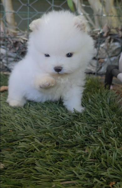 Spitz allemand - Spitz nain pomeranien , loulou de pomeranie - Des lous de la soulsoure