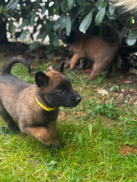 Berger Belge - Magnifique chiot malinois charbonné LOF