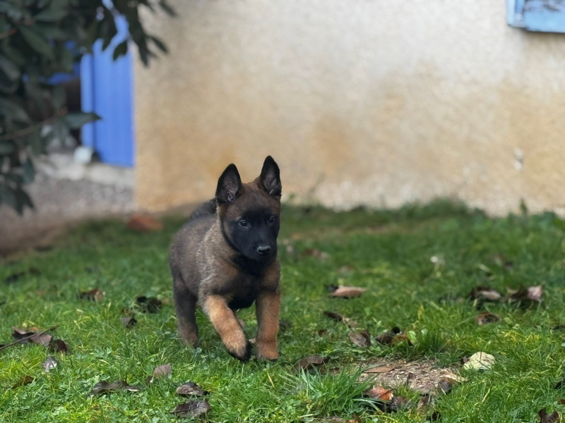 Berger Belge - Magnifique chiot malinois charbonné LOF