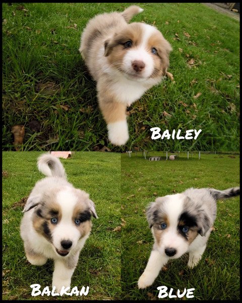 Berger Américain Miniature  - Chiots mâles Berger américain miniature