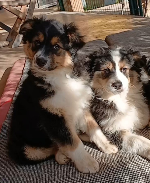 Berger Australien - chiots berger australien lof