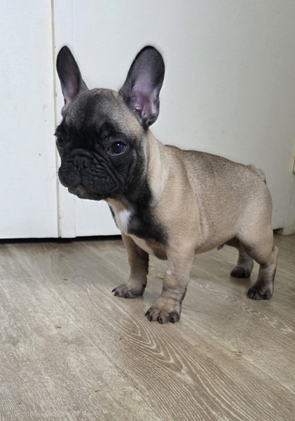 Bouledogue français - Magnifique bouledogue français - De la maison Vitae