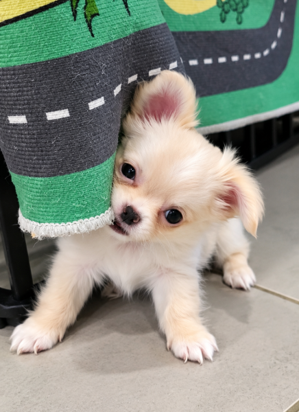 Chihuahua - Chiot chihuahua poils longs - Des minis minelie
