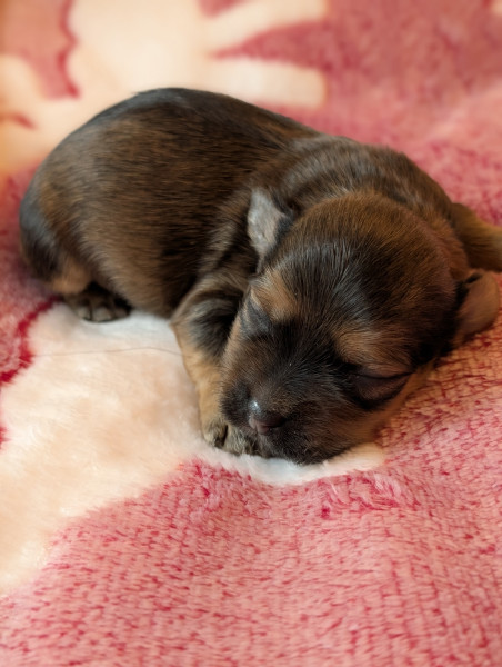 Bichon Havanais - Un magnifique mâle fauve rouge