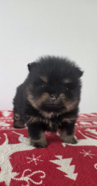 Spitz allemand - Chiot spitz nain male LOF disponible - Royaume des poms d’or
