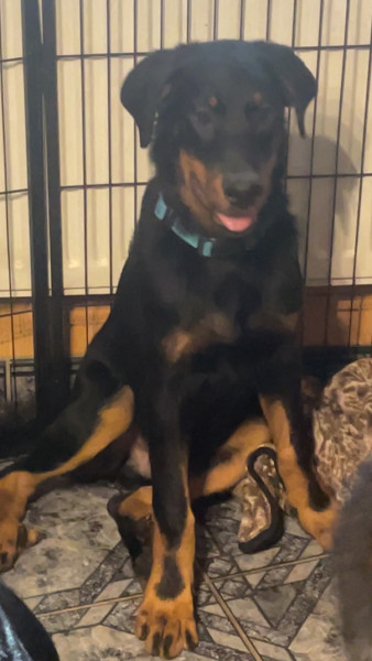 Berger de Beauce - Chiots berger de Beauce du domaine du royaume des cieux - domaine du royaume des cieux