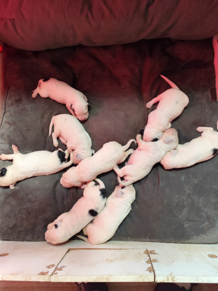 Setter Anglais - Vente de Setter anglais