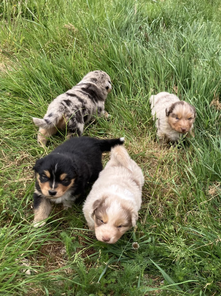 Berger Australien - Chiot berger australien LOF
