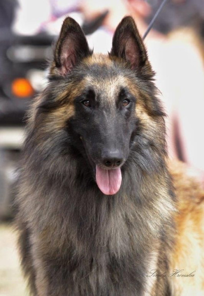 Berger Belge - Chiots Tervueren LOF