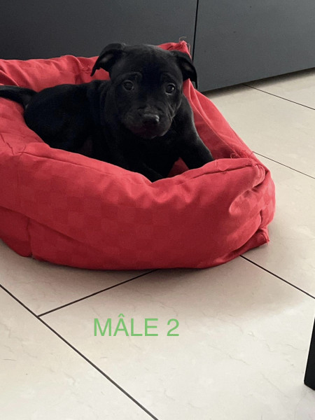 Staffordshire Bull Terrier - CHIOTS STAFFORDSHIRE BULL TERRIER NOIR