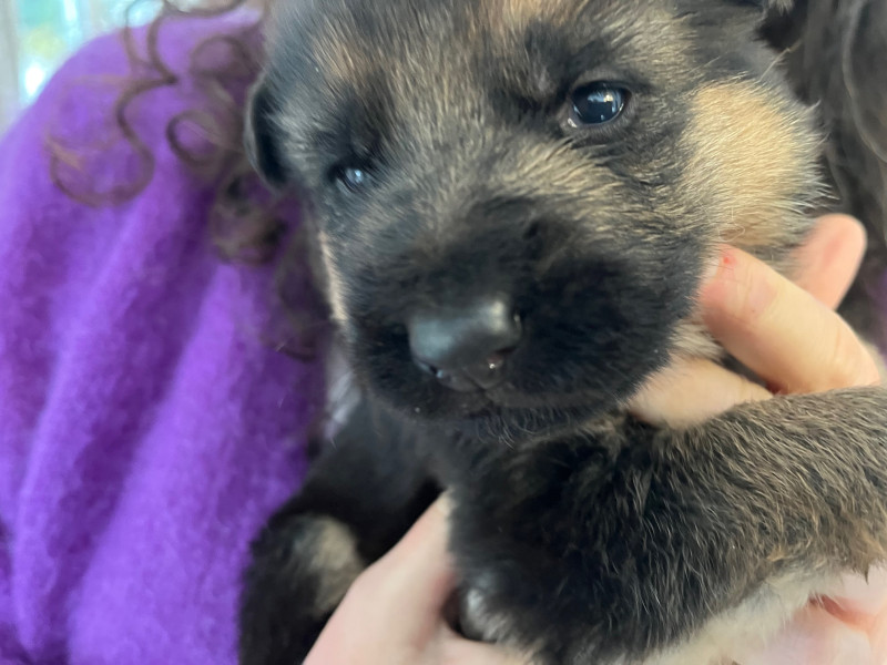 Berger Allemand - Chiots Berger Allemand LOF - Du haut de Rivecourt