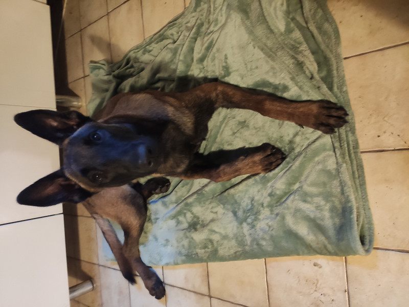 Berger Belge - Chiot mâle - Chien de Berger Belge MALINOIS LOF !