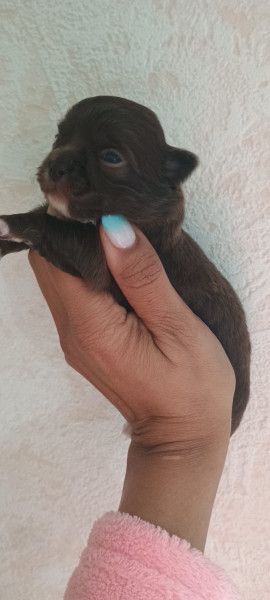 Chihuahua - Très beau chihuahua poils long - Du Rivage Des milles et une nuit