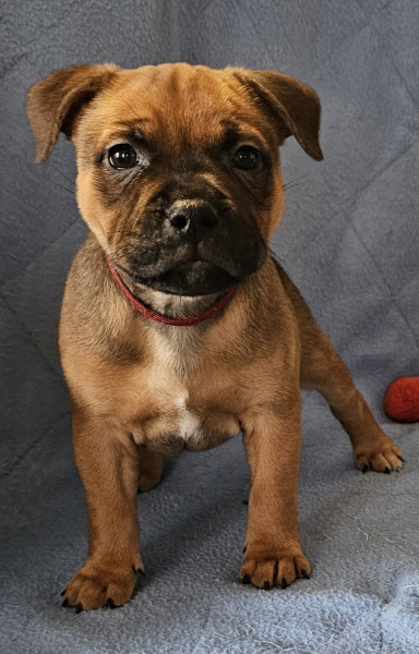 Staffordshire Bull Terrier - Staffie disponible à la vente - Domaine de Grandrû