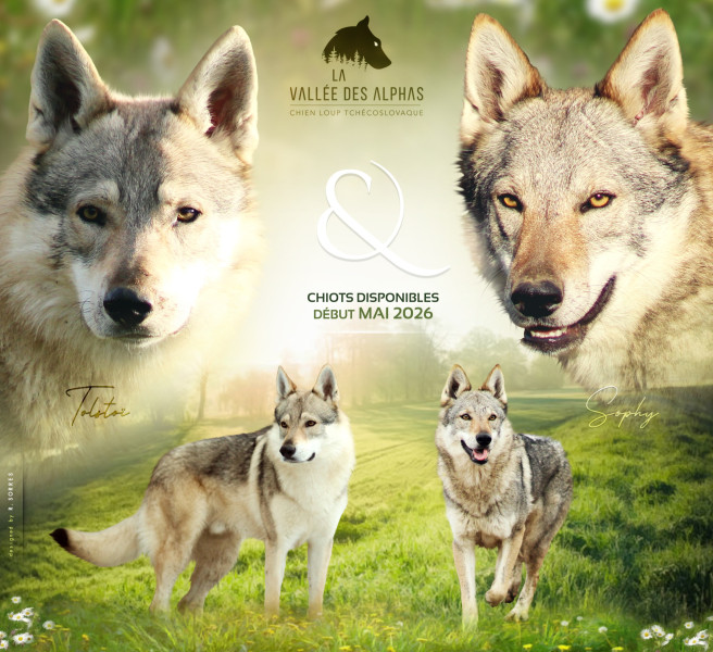 Chien-loup tchecoslovaque - Chiot Chien-Loup Tchécoslovaque LOF - La Vallée des Alphas
