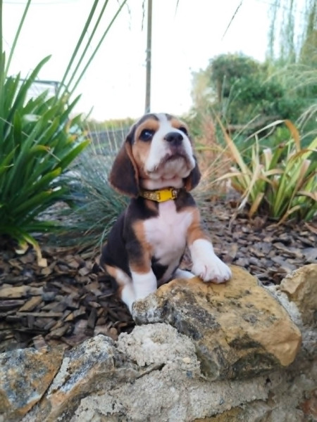 Beagle - Chiots Beagle LOF - Du Domaine des ferronnières