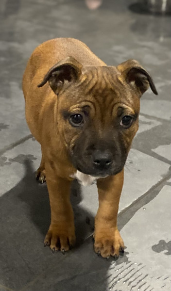 Staffordshire Bull Terrier - Chiot Staffordshire bull terrier