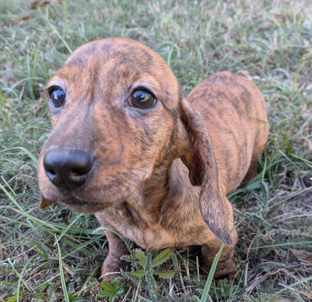 Chiot Teckel poil ras