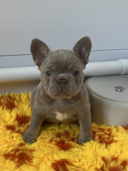 Bouledogue français - Chiots Bouledogues Français - Bullzattitude