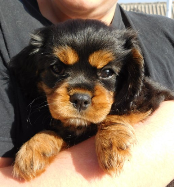 Cavalier King Charles Spaniel - vend cavalier king charles LOF