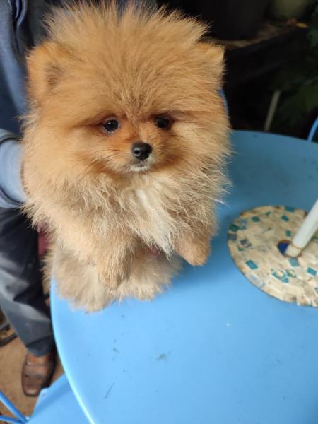 Chiot  Spitz allemand