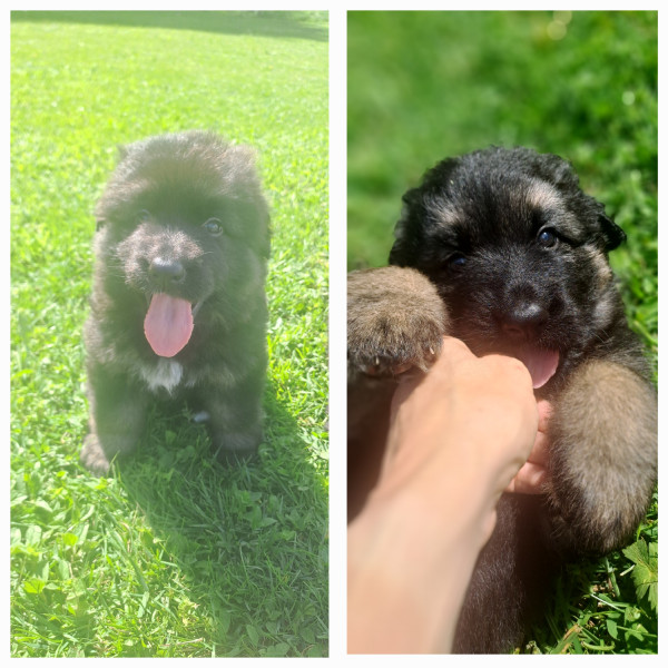 Berger Allemand Poil Long - vends chiots BA poils longs LOF