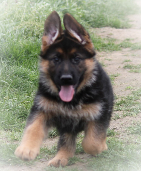 Berger Allemand - CHIOT BERGER ALLEMAND LOF - Clan de la vallée