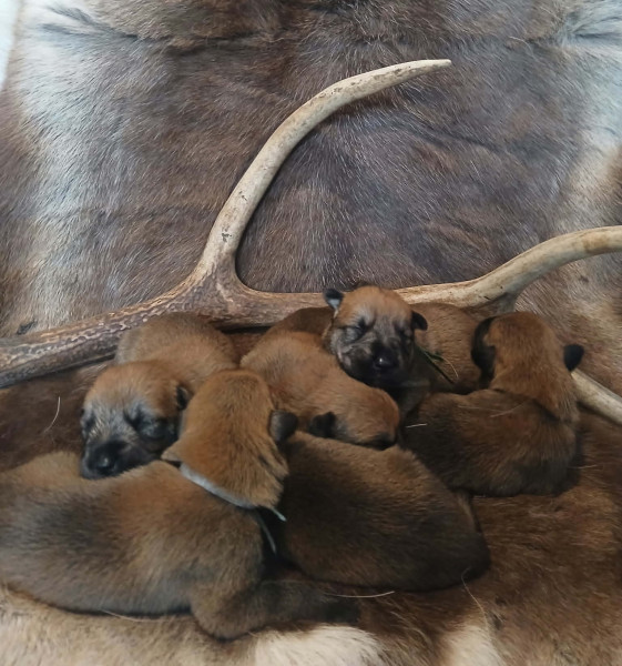 Chiot Berger de Picardie