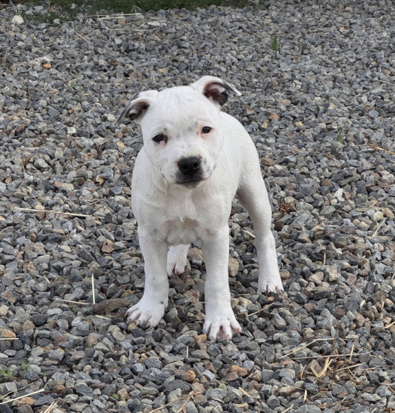 Staffordshire Bull Terrier - Superbe Femelle Staffie LOF - Du Domaine de la Glanière