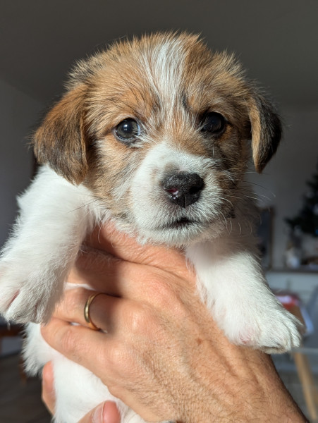 Jack Russell Terrier - Chiots Terrier Jack Russell à poils durs