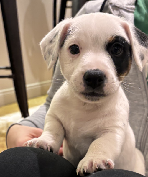 Jack Russell Terrier - Jack Russel Lof