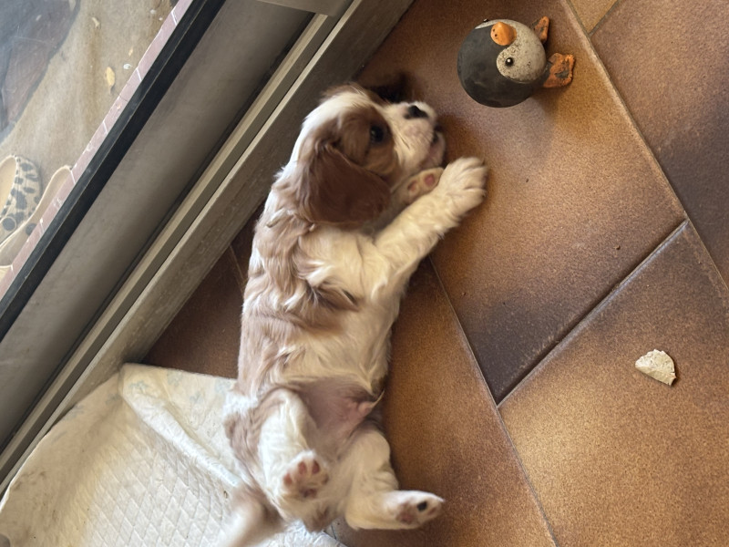 Cavalier King Charles Spaniel - Vends cavalier King charles lofs bleihem - 88963