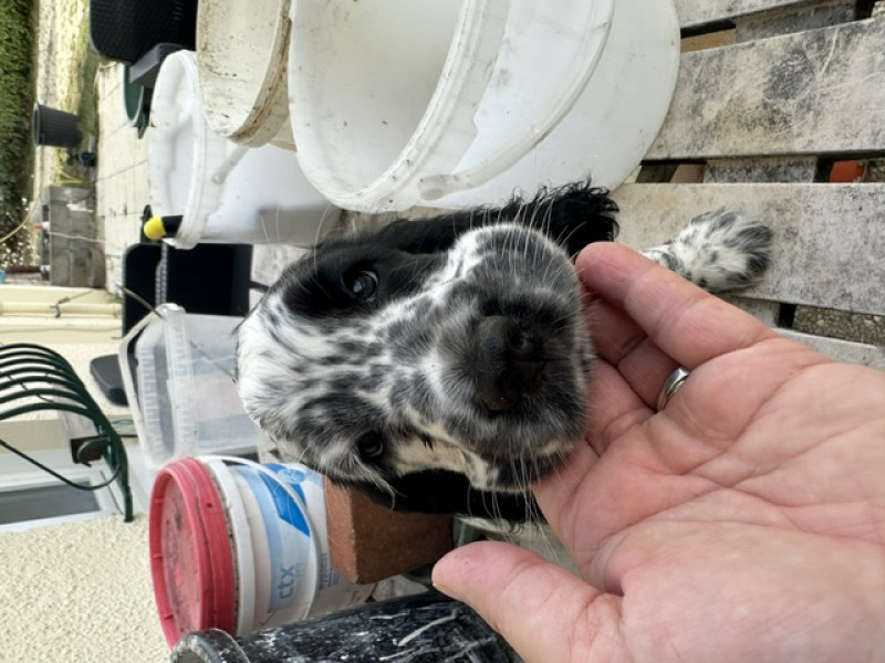 Cocker Spaniel Anglais - magnifique cocker anglais lof disponible