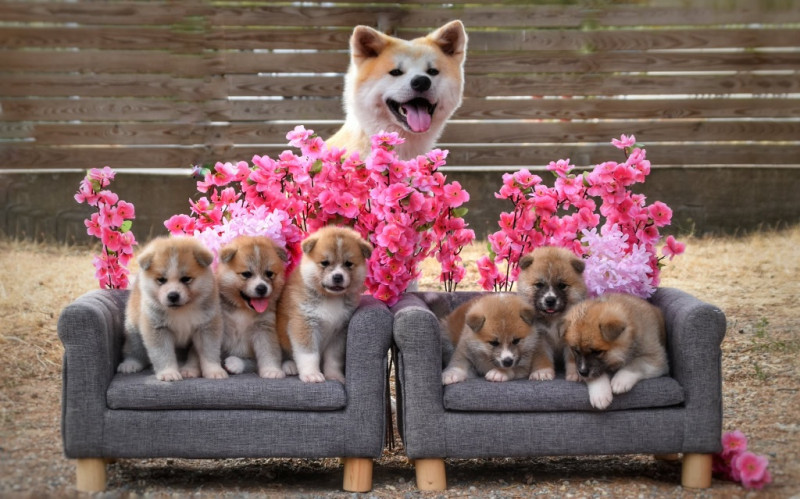 Akita - Chiots AKITA INU LOF
