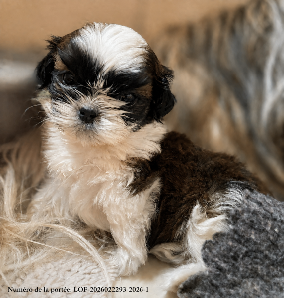 Shih Tzu - Une magnifique portée de chiots shih tzu